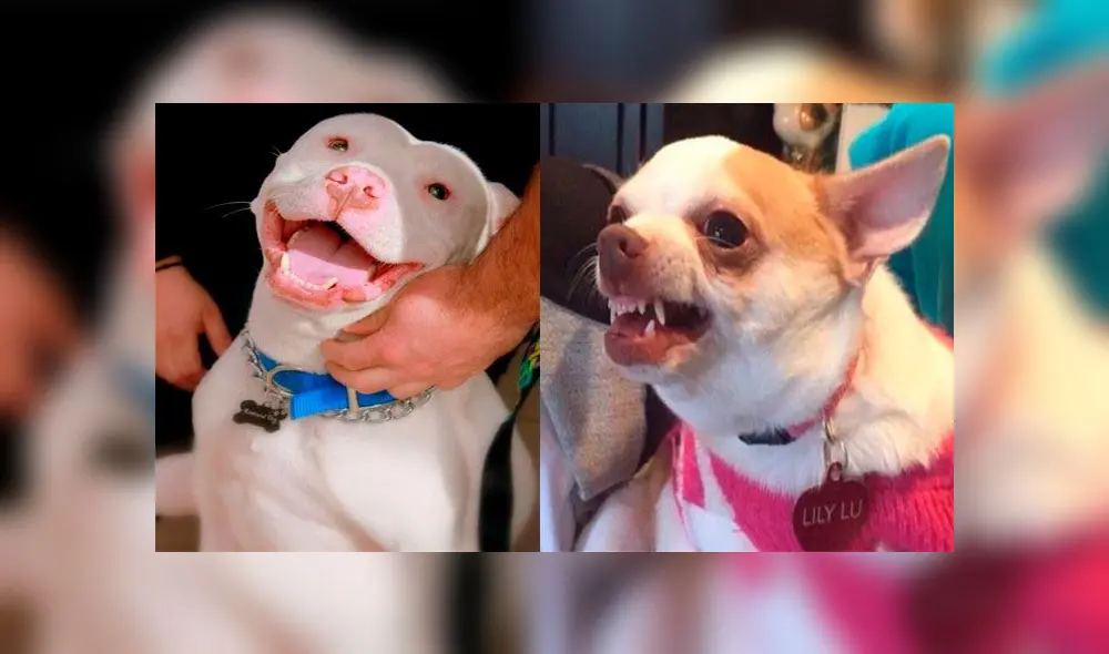 Pitbulls y chihuahuas