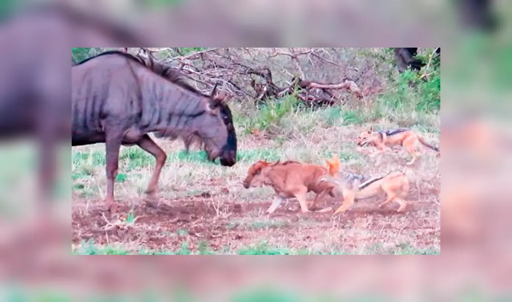 Video es viral en YouTube. Un grupo de turistas fue testigo de una impresionante pelea protagonizada por una ñu hembra y dos hambrientos chacales que querían devorar a su cría. Foto: Captura.