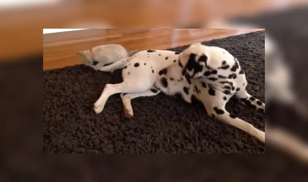 En YouTube se hizo viral la tierna reacción de un perro al conocer al nuevo gato bebé de la familia. En YouTube se hizo viral la tierna reacción de un perro al conocer al nuevo gato bebé de la familia.