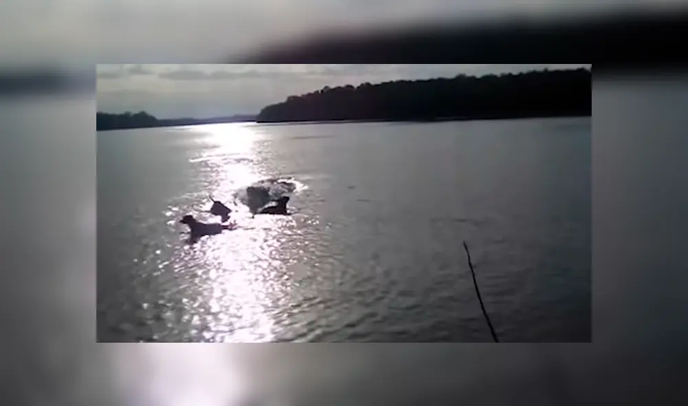 Video es viral en YouTube. El dueño del can salió a dar un paseo por el río junto a sus mascotas, sin imaginar el espeluznante momento que viviría. Video es viral en YouTube. El dueño del can salió a dar un paseo por el río junto a sus mascotas, sin imaginar el espeluznante momento que viviría.