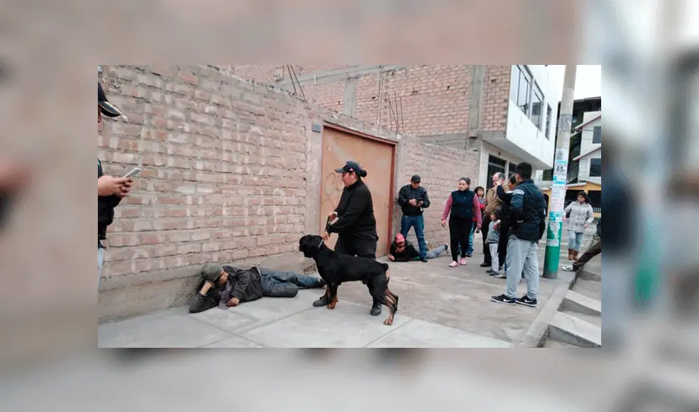 Brigada canina Brigada canina