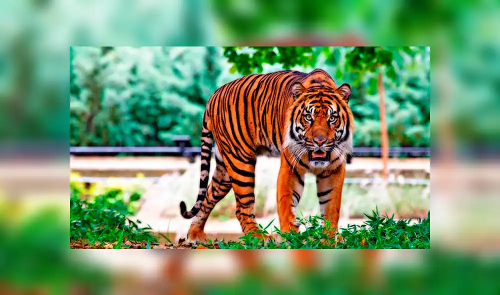 YouTube viral: feroz leopardo aparece para atacar a su domador y tigre lo evita enfrentándolo [VIDEO]