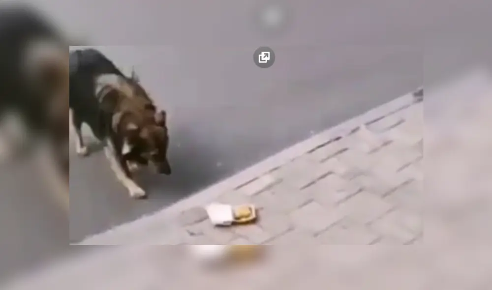 Desliza hacia lzquierda para ver más del video viral