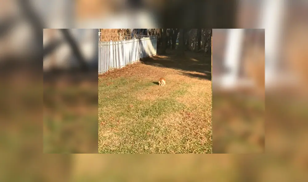 En Facebook, un gato deseaba salir de su hogar para visitar a sus amigos sin imaginar que su peso se lo impediría. En Facebook, un gato deseaba salir de su hogar para visitar a sus amigos sin imaginar que su peso se lo impediría.