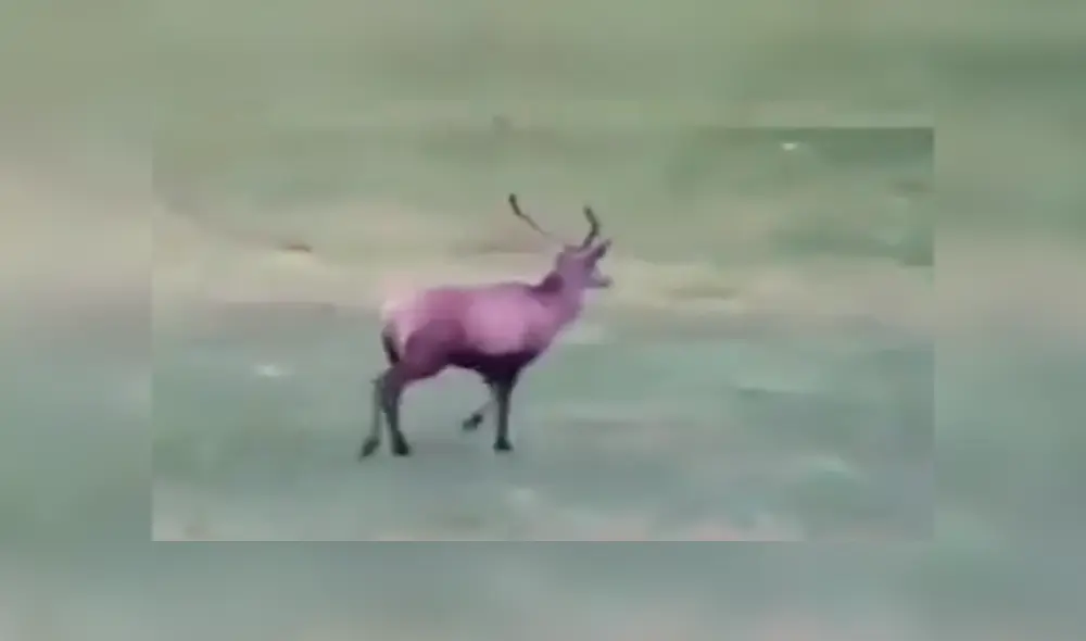 Desliza para ver los detalles de este video viral de YouTube. Foto: Captura. Desliza para ver los detalles de este video viral de YouTube. Foto: Captura.