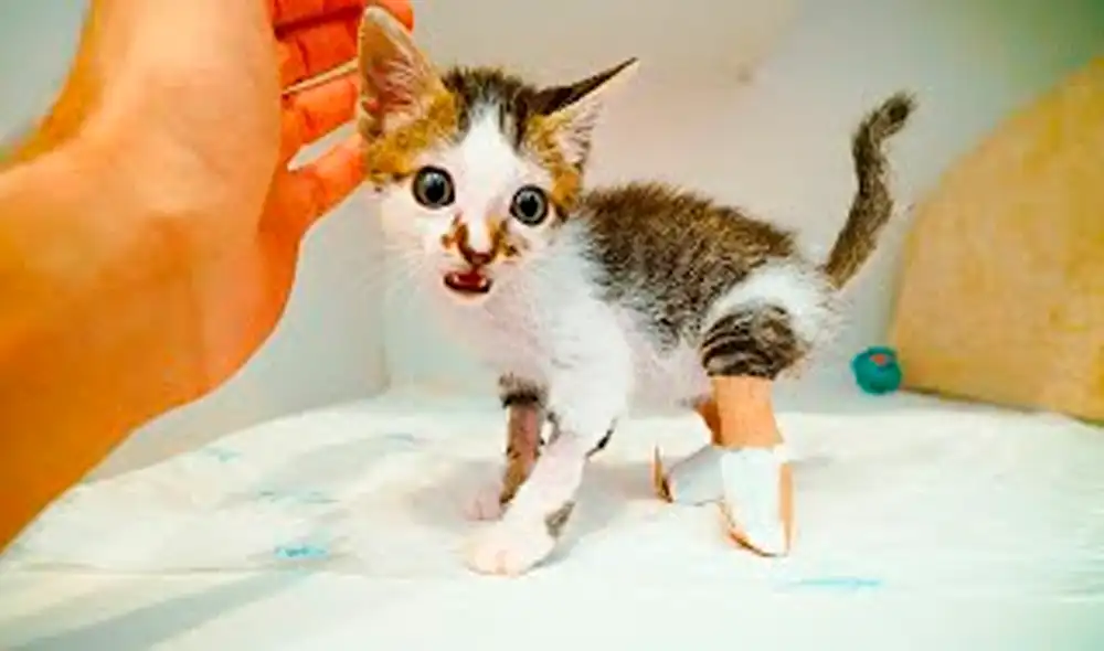 Desliza las imágenes para conocer a Star, un pequeño gato víctima de maltrato animal. Foto: captura de YouTube