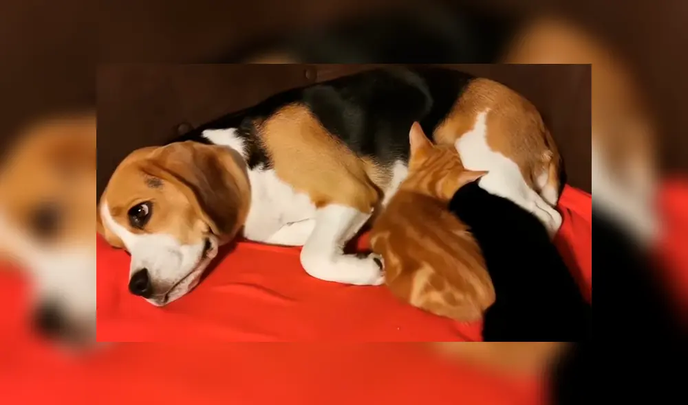 La dueña del can mostró detalles de la emotiva relación entre su perra Beagle y los dos pequeños felinos