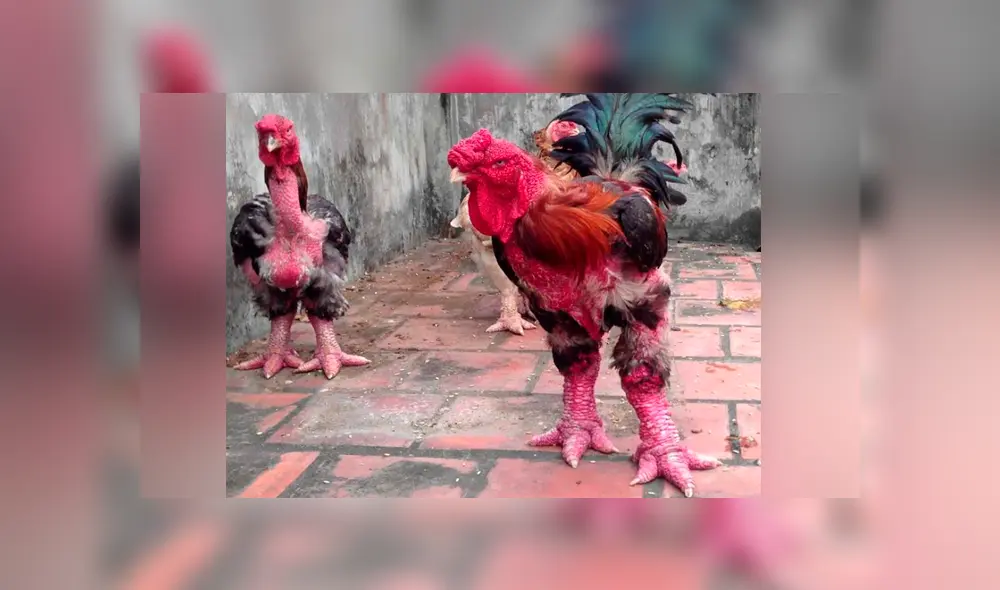 Facebook viral: encuentra gallo con patas de ‘dragón’, lo revisa y descubre el secreto de su extraño aspecto. Foto: lavozdelmuro Facebook viral: encuentra gallo con patas de ‘dragón’, lo revisa y descubre el secreto de su extraño aspecto. Foto: lavozdelmuro