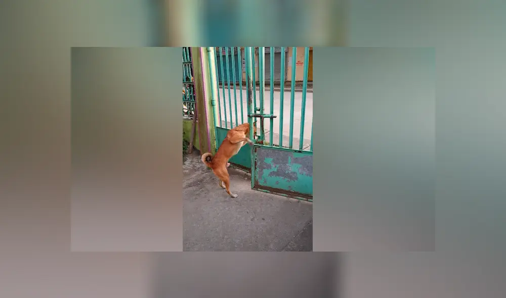 Desliza las imágenes para ver la increíble conducta que tuvo un perro para salir de casa. Fotocapturas: ViralHog/YouTube