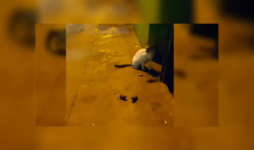 Youtube viral: Gato quiere atrapar a dos ratones, pero peculiar conducta de estos lo desconcierta [VIDEO]