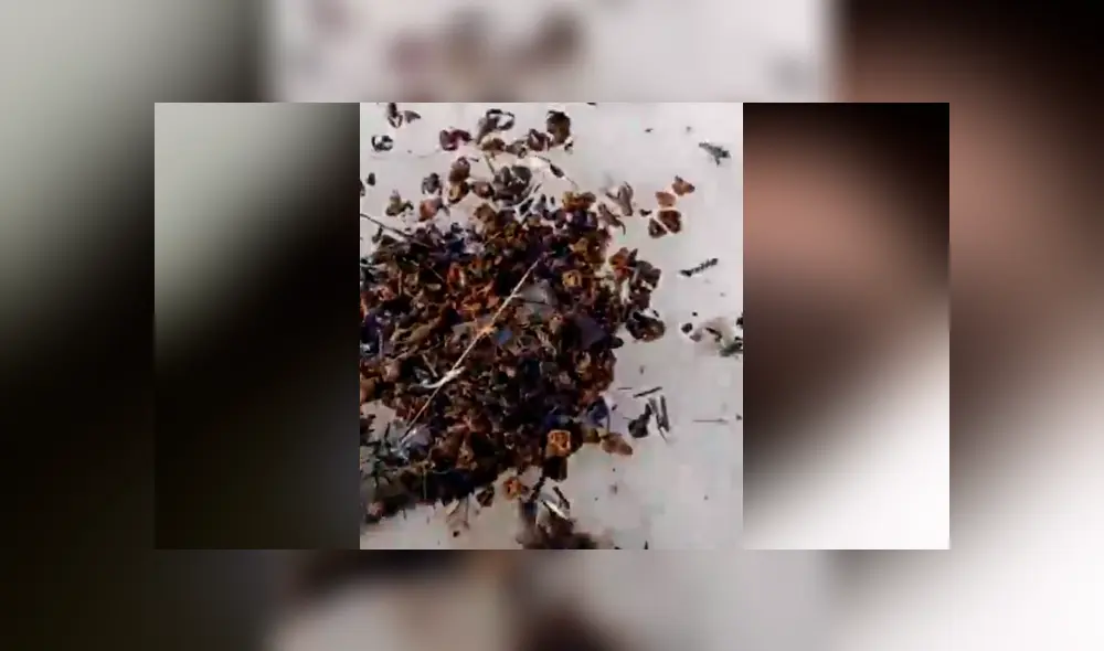 Facebook viral: Niño entra a pozo y descubre 'aterradoras' criaturas que sorprenden a miles [VIDEO]