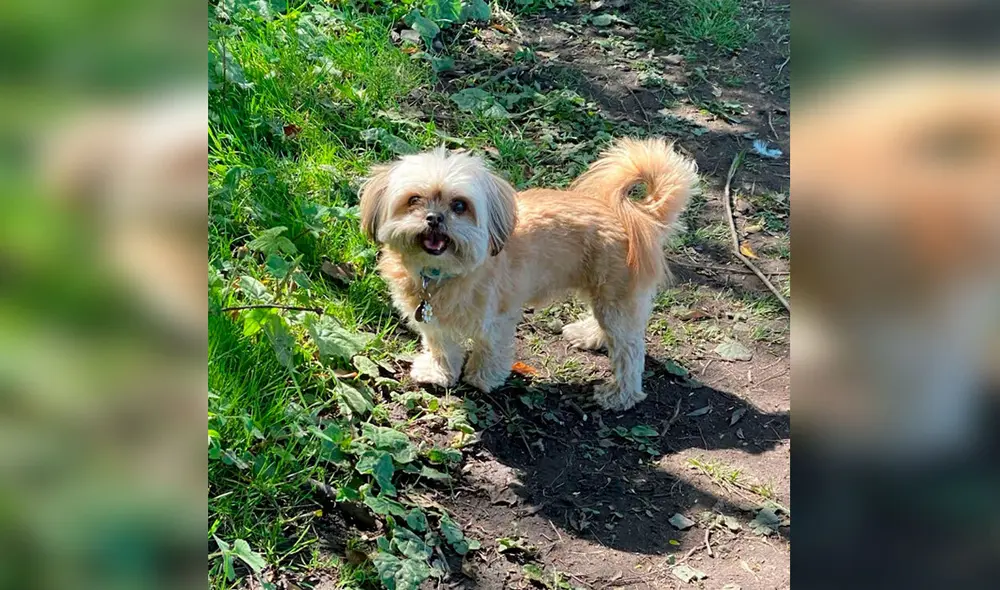 Desliza las imágenes para apreciar el tierno gesto de un señor para ayudar a la mascota de su hija. Foto: Facebook