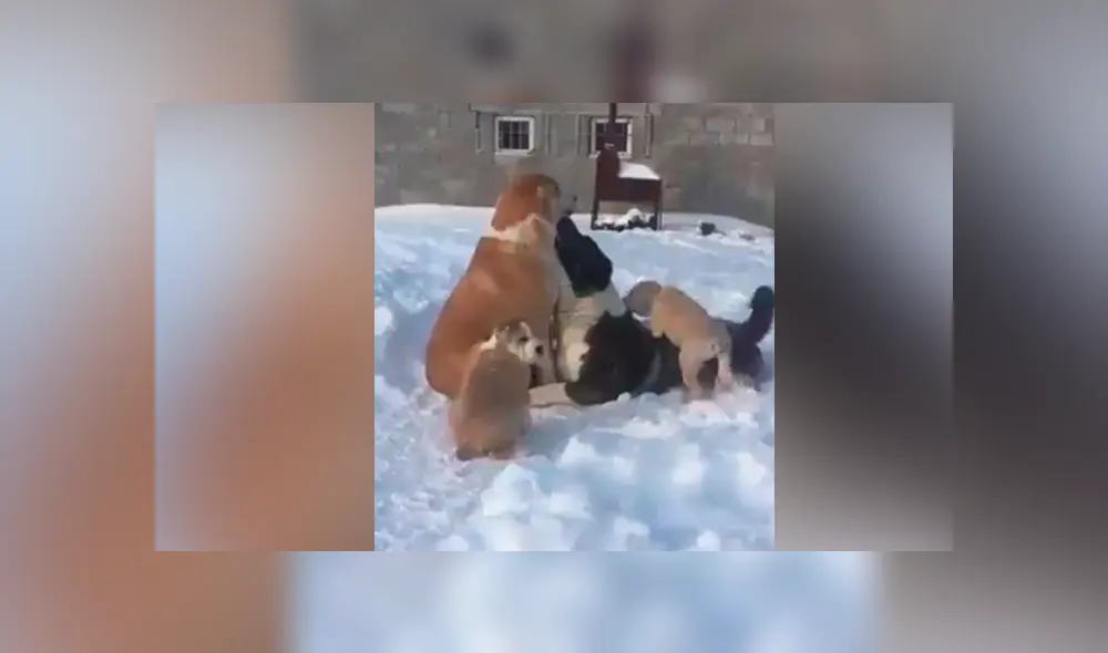 Facebook viral: perro busca la atención de su compañera y recibe la peor de las indiferencias