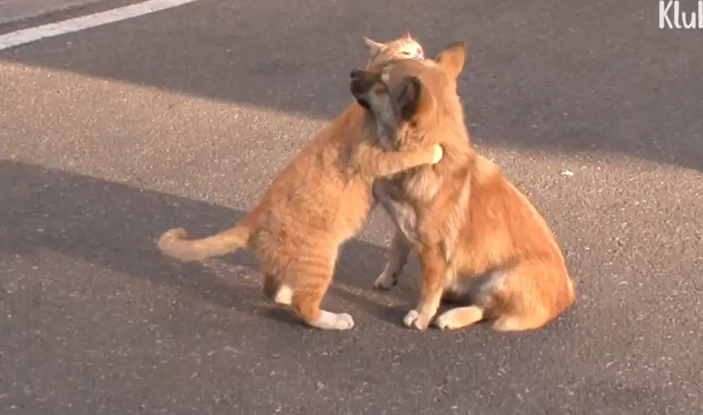 Actualmente, Nyang y Meong están a la espera de alguna familia solidaria que los adopten juntos debido que por varios años han vivido juntos. Actualmente, Nyang y Meong están a la espera de alguna familia solidaria que los adopten juntos debido que por varios años han vivido juntos.