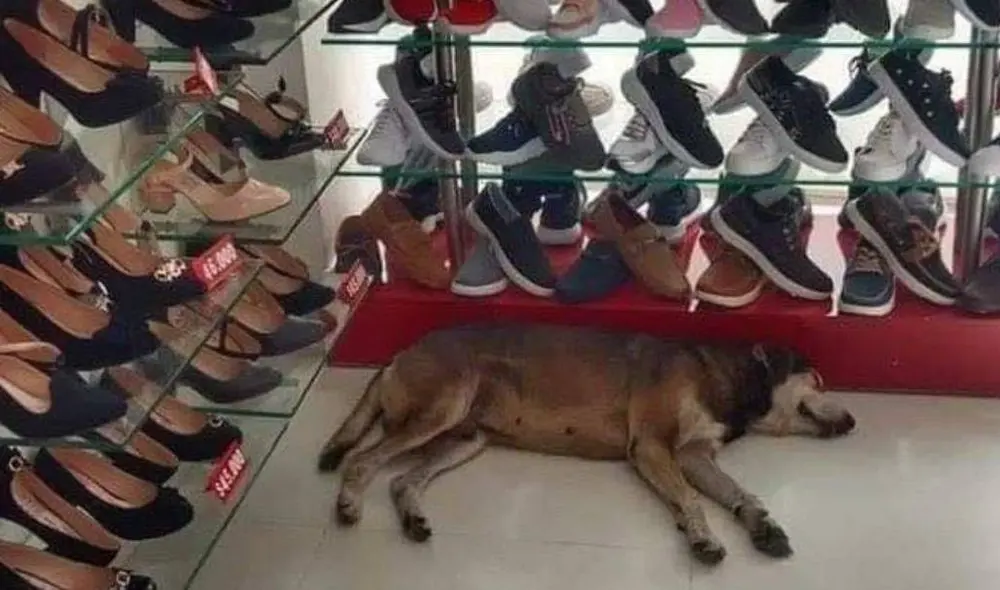 Desliza para ver las imágenes del perro abandonado. Foto: Facebook/Planeta Cachorro Desliza para ver las imágenes del perro abandonado. Foto: Facebook/Planeta Cachorro