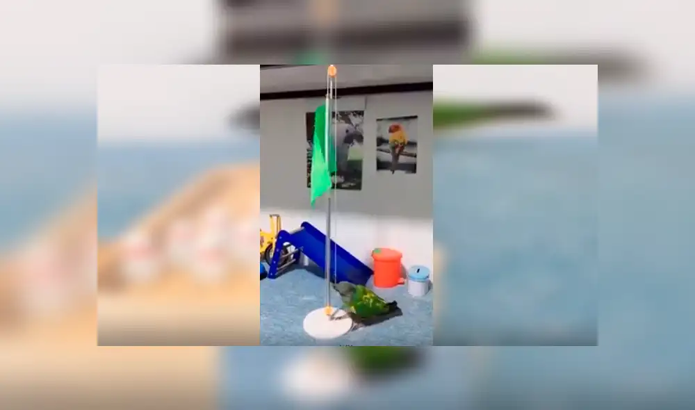 Video es viral en Facebook. Astuto loro ha sorprendido a más de uno al realizar diversas actividades de un humano con gran destreza. Entre ellas, izar una bandera y botar la basura Video es viral en Facebook. Astuto loro ha sorprendido a más de uno al realizar diversas actividades de un humano con gran destreza. Entre ellas, izar una bandera y botar la basura