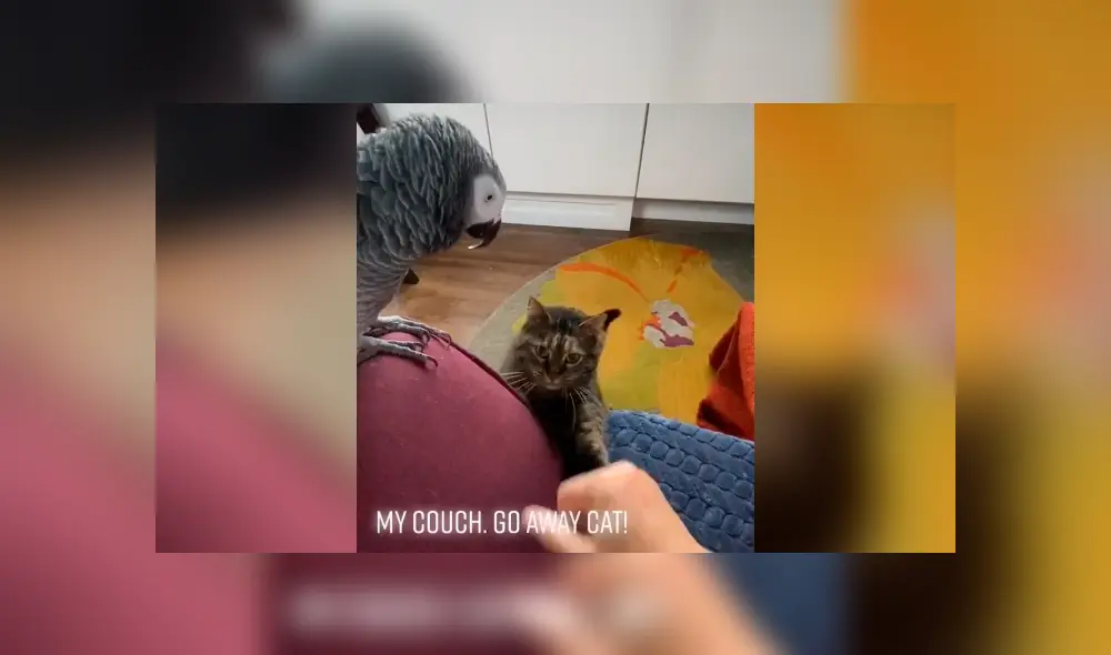 Desliza para ver las imágenes de YouTube.