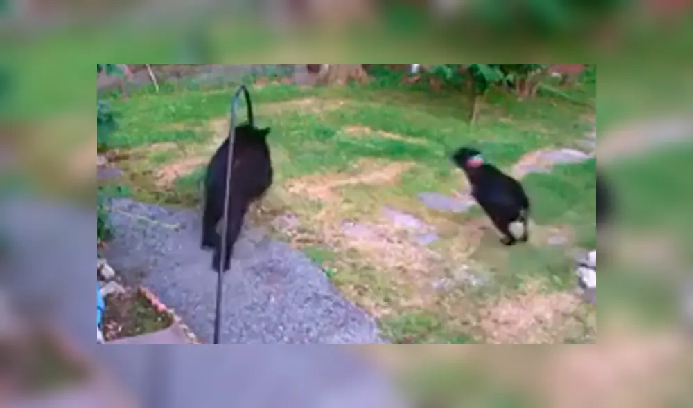El oso pensó que sería una comida fácil y no imaginó que tenía que enfrentarse a un furioso perro. Foto: captura