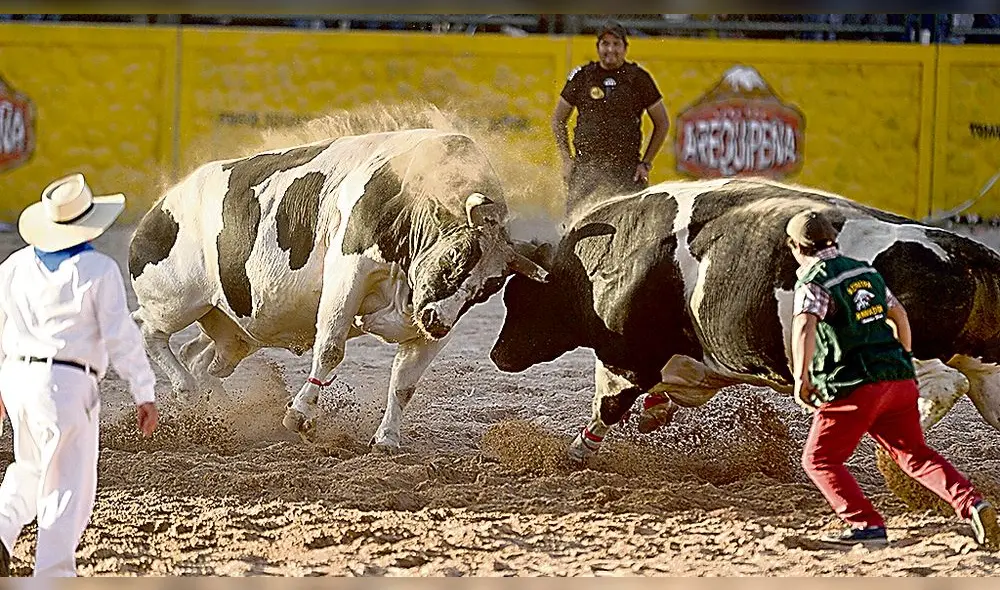 Postura. TC dice que pelea de toros no es maltrato animal.