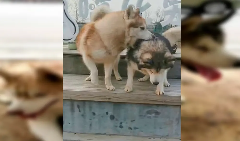 Desliza las imágenes para conocer a Ju Bao y Da Bao, dos perritos que se han robado el corazón de miles. Foto: captura de YouTube