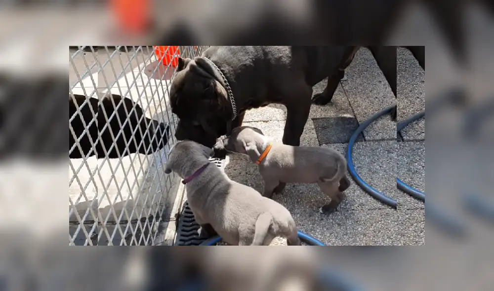 Desliza las imágenes para ver más detalles  sobre esta cautivadora escena. (Foto: captura / YouTube)