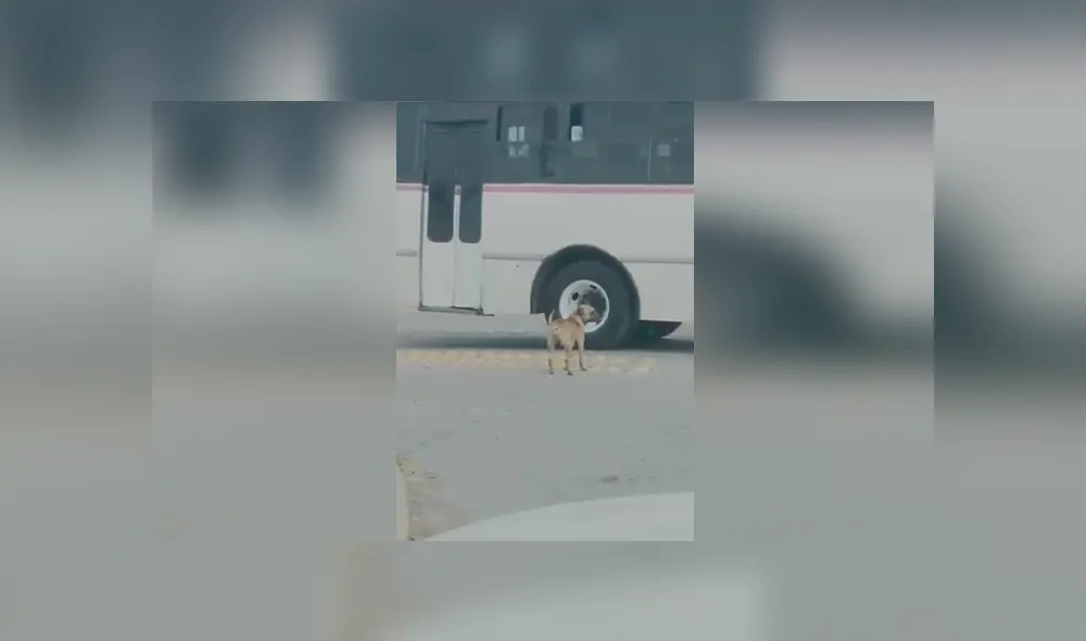 Desliza las imágenes para apreciar el singular truco que realizó una joven para bajar a su perro de un vehículo. Desliza las imágenes para apreciar el singular truco que realizó una joven para bajar a su perro de un vehículo.