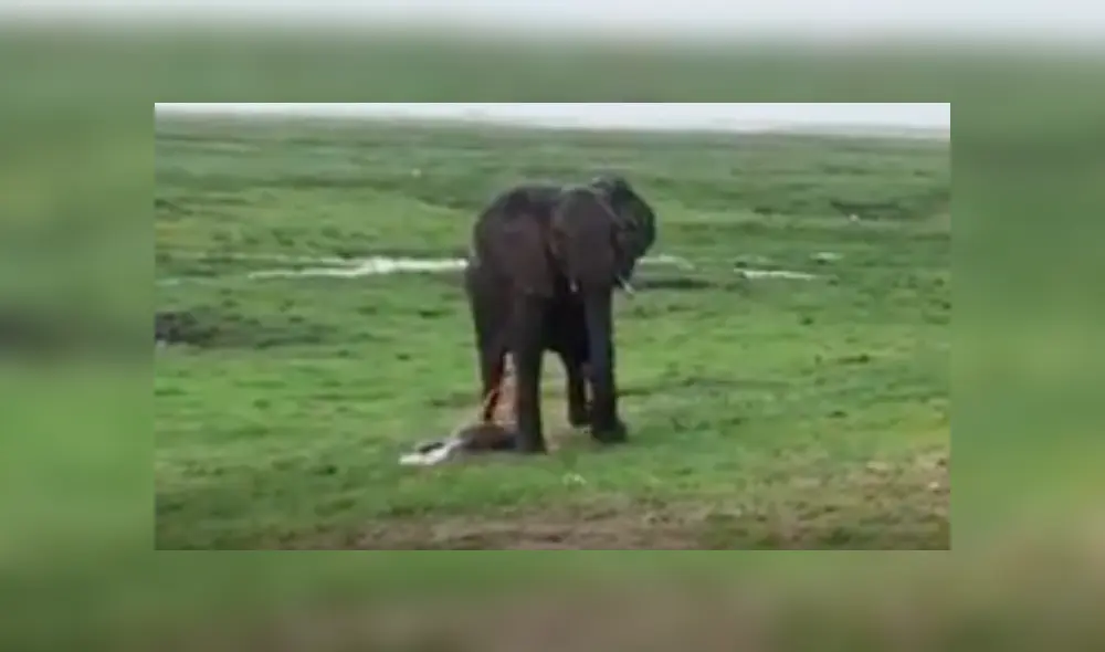 YouTube viral: familia va de excursión a África y graba a elefante pariendo a su cría [VIDEO]