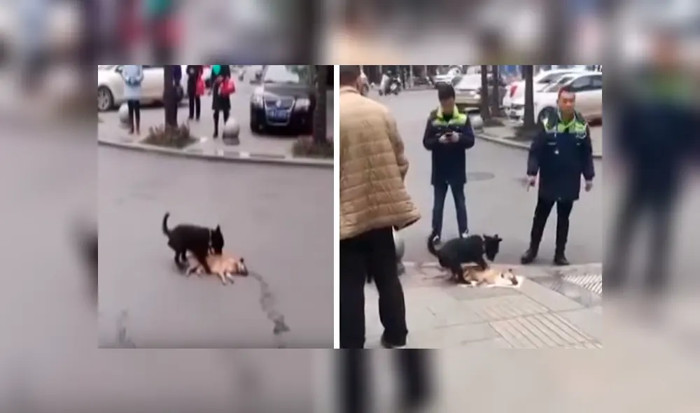En Facebook, un perro fiel se mantuvo al lado de su compañero moribundo que fue atropellado. En Facebook, un perro fiel se mantuvo al lado de su compañero moribundo que fue atropellado.