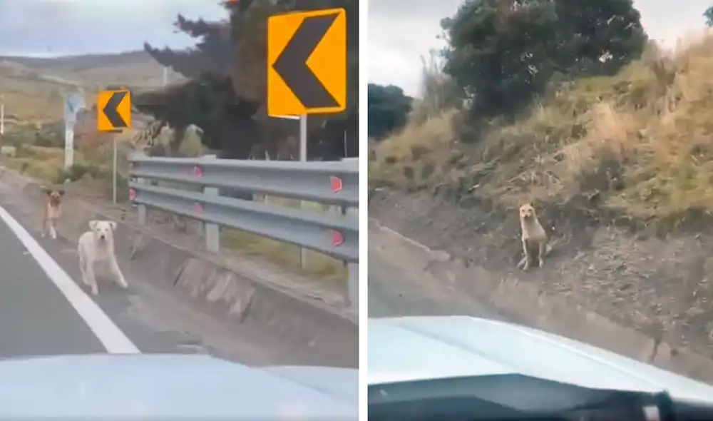 Desliza las imágenes para observar la noble acción de unos jóvenes para alimentar a unos indefensos perros. Foto: captura de Facebook