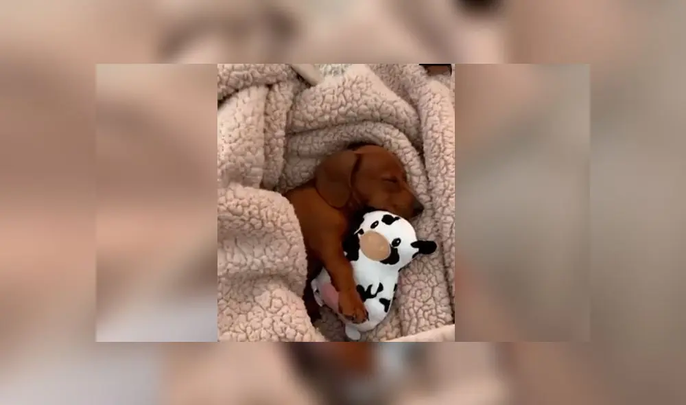 Desliza las imágenes para ver la emotiva escena que registró una mujer al volver a casa, luego de dejar solo a un cachorro. Fuente: Woof Woof Desliza las imágenes para ver la emotiva escena que registró una mujer al volver a casa, luego de dejar solo a un cachorro. Fuente: Woof Woof