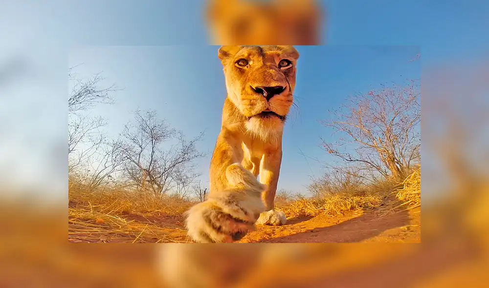 Facebook viral: leona realiza excursión por la selva de África al robar un cámara GoPro [VIDEO]