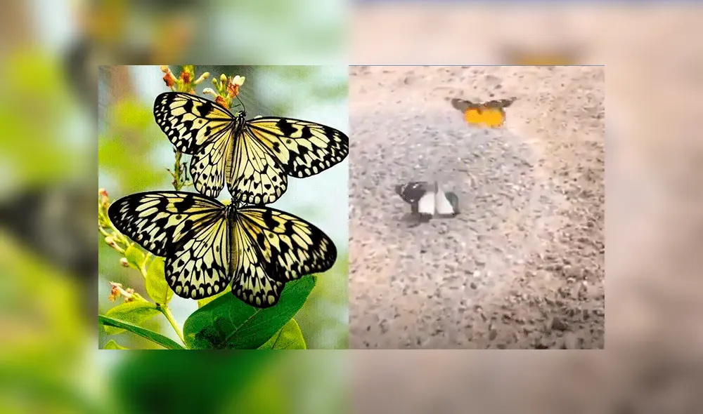 Facebook viral: mariposa tiene noble gesto para no dejar que su amiga muera Facebook viral: mariposa tiene noble gesto para no dejar que su amiga muera