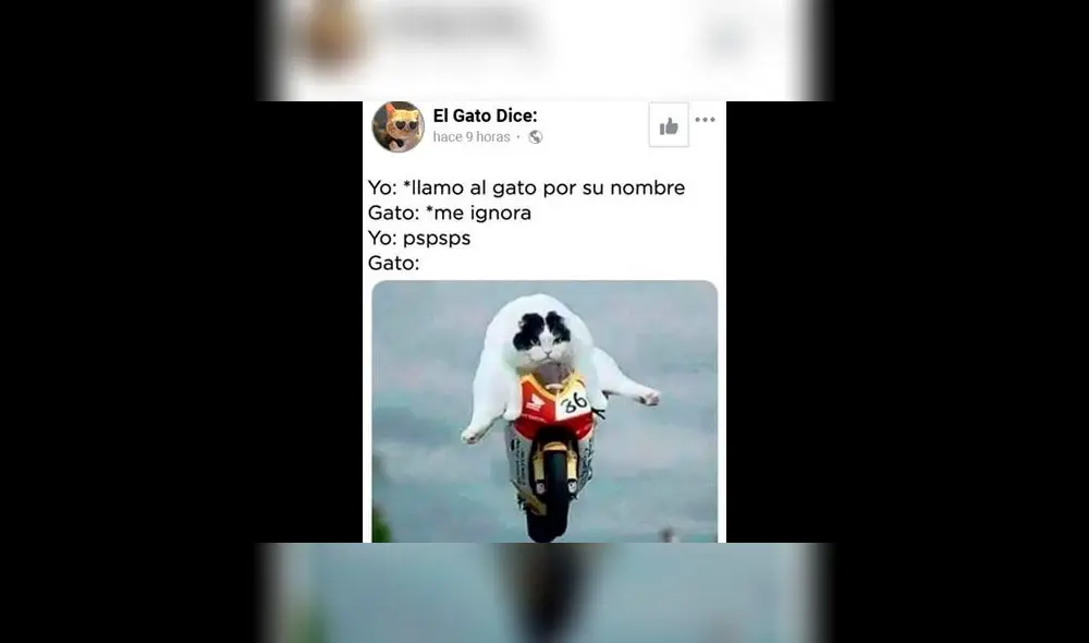 Creativos memes fueron compartidos en redes sociales por el Día Internacional del Gato. Creativos memes fueron compartidos en redes sociales por el Día Internacional del Gato.