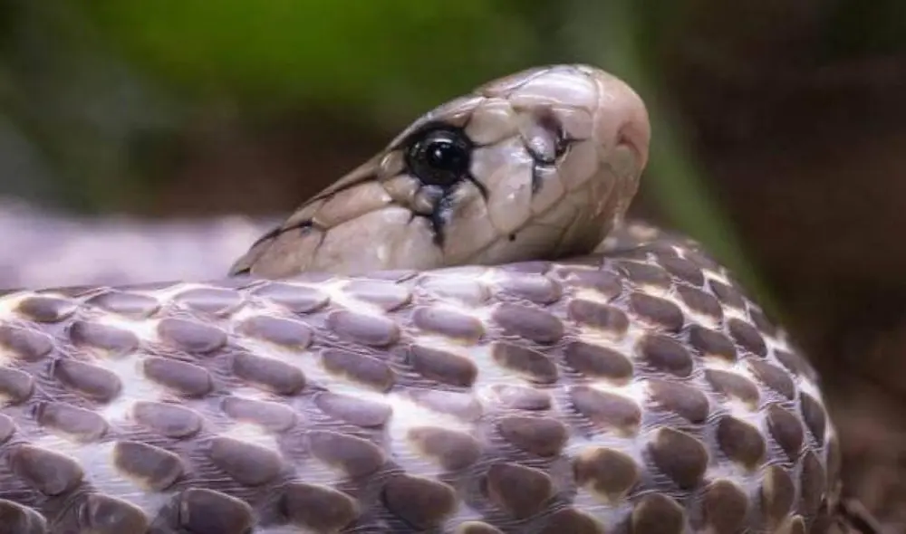 Según la policía, el hombre temía que al separase de su mujer iba a perder la dote, por lo que decidió matarla. Según la policía, el hombre temía que al separase de su mujer iba a perder la dote, por lo que decidió matarla.