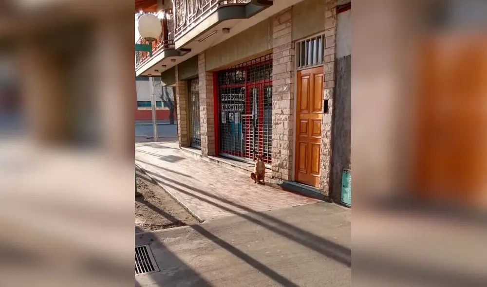 Desliza las imágenes para conocer la conmovedora historia de Bianca que aguarda volver a ver a su dueña. Foto: Twitter Desliza las imágenes para conocer la conmovedora historia de Bianca que aguarda volver a ver a su dueña. Foto: Twitter