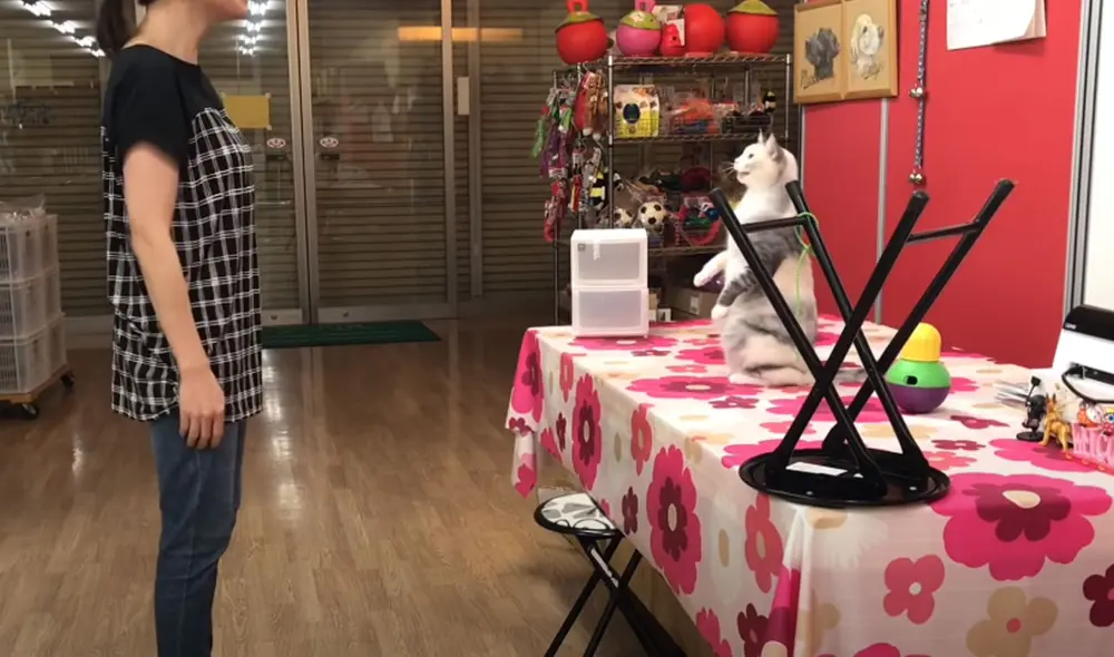 La gata aprendió a imitar todo lo que hace su dueña recibiendo premios. Foto: YouTube La gata aprendió a imitar todo lo que hace su dueña recibiendo premios. Foto: YouTube