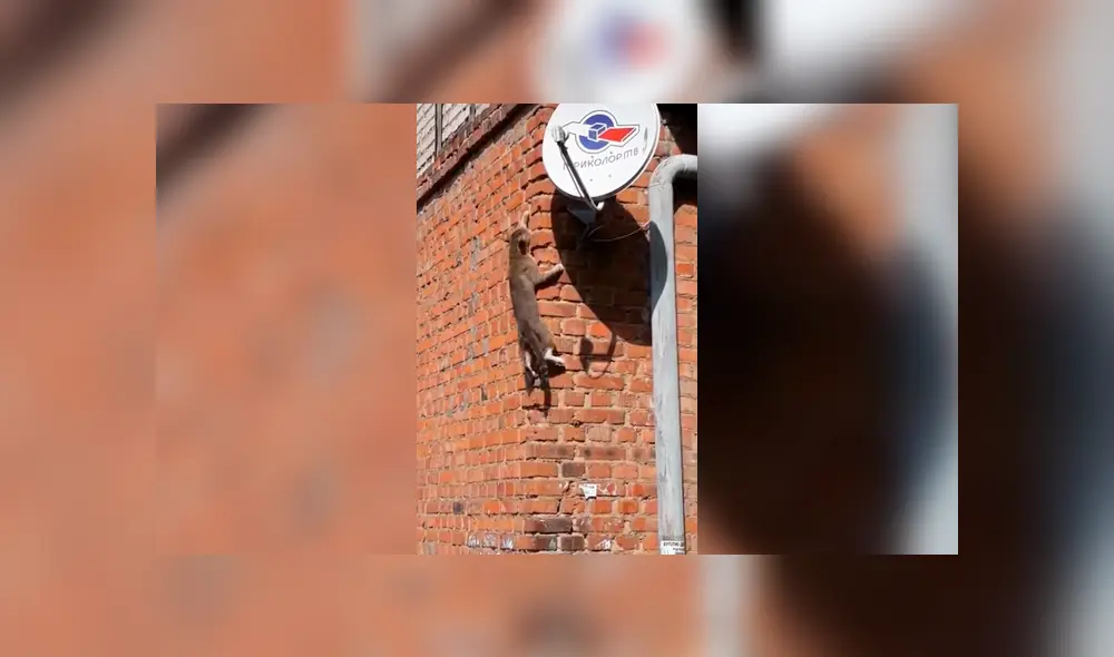 Facebook: Gato copia las técnicas de Spider-Man y logra lo imposible