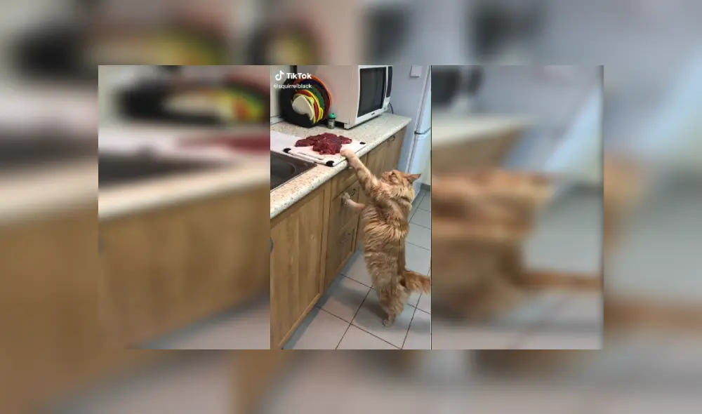 Desliza las imágenes para ver más sobre la travesura de este felino que es viral en TikTok. Desliza las imágenes para ver más sobre la travesura de este felino que es viral en TikTok.