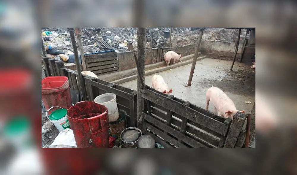 VES: clausuran más de 20 negocios informales en zona agropecuaria [FOTOS]