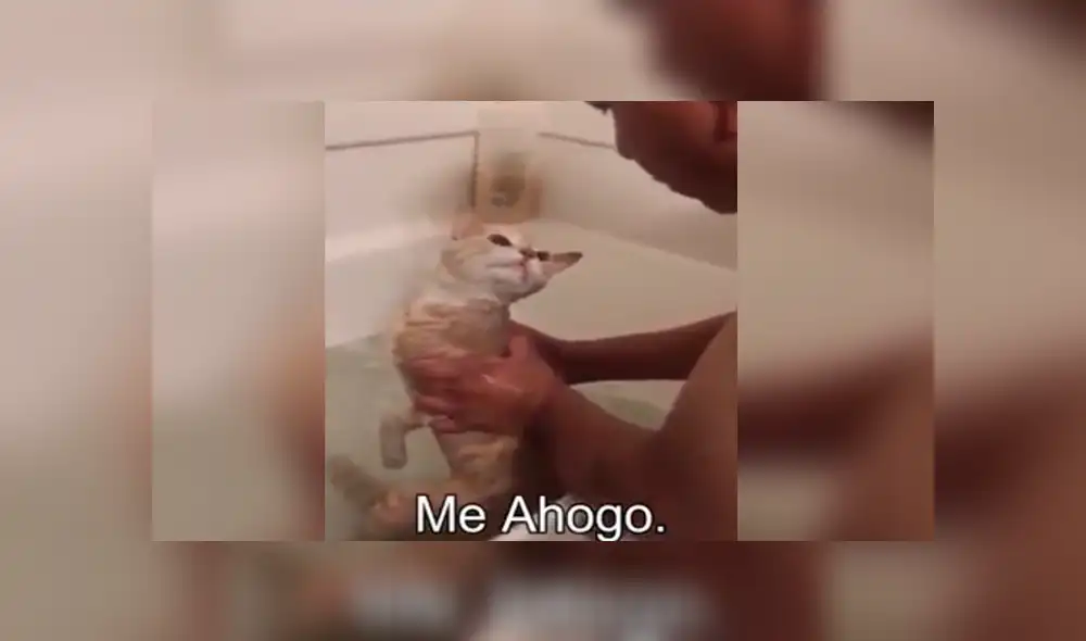 YouTube viral: gato tiene dramática reacción cuando su dueño lo quiere