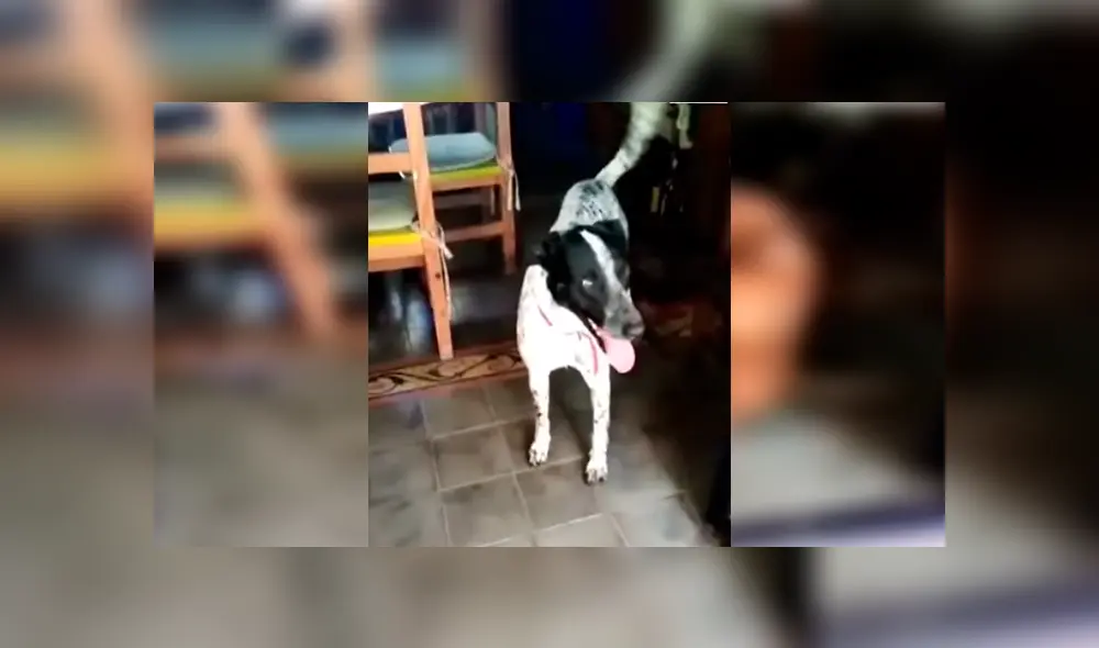 En Facebook, un perro tuvo un emotivo recibimiento por parte de su amigo que se emocionó al verlo otra vez. En Facebook, un perro tuvo un emotivo recibimiento por parte de su amigo que se emocionó al verlo otra vez.