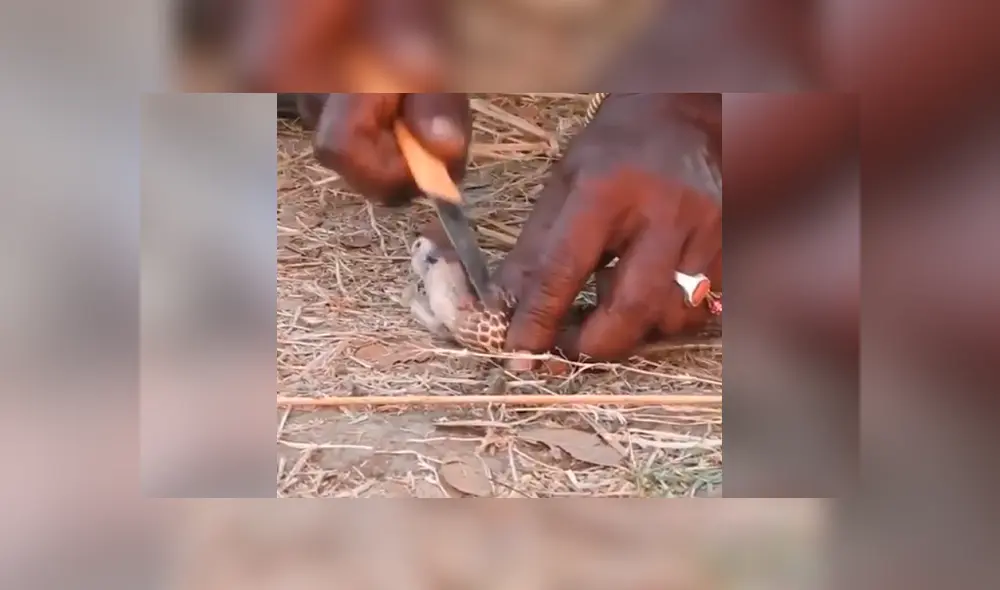 YouTube viral: joven le extrae ‘piedra’ a cobra real para crear antídoto contra letal veneno YouTube viral: joven le extrae ‘piedra’ a cobra real para crear antídoto contra letal veneno