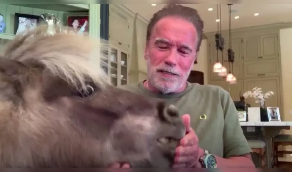 El actor indicó que sus mascotas no tienes restricciones en el hogar. "Incluso me ven cuando me ejercito", dijo. (Foto: Captura)