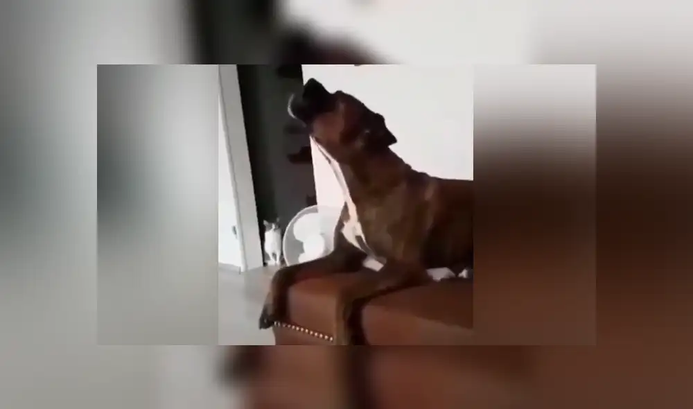 Un video muestra el momento en que un perro trata de replicar el sonido de una sirena de bombero.