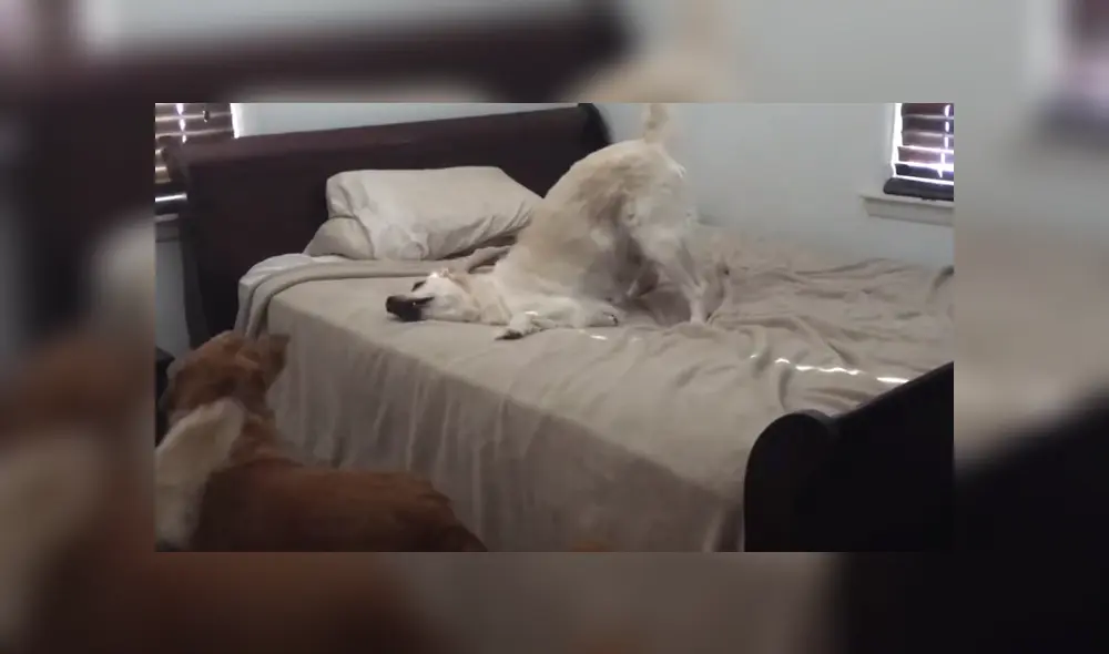 A través de YouTube se hizo viral la reacción de un perro al ser descubierto por su dueño en mitad de una travesura. A través de YouTube se hizo viral la reacción de un perro al ser descubierto por su dueño en mitad de una travesura.