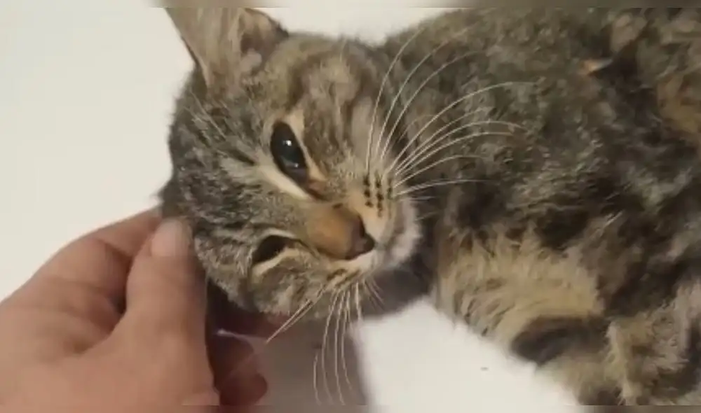 Un refugio denuncia el desgarrador" caso de maltrato animal que sufrió una gata. Foto: Difusión. Un refugio denuncia el desgarrador" caso de maltrato animal que sufrió una gata. Foto: Difusión.