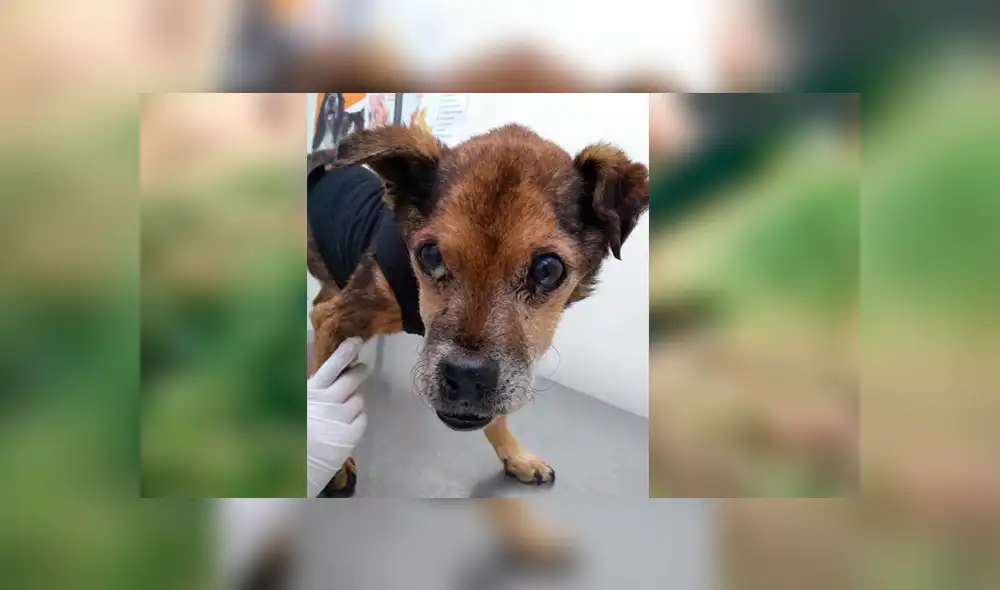 Desliza para ver el aspecto del perrito que tocó el corazón de miles en Facebook. Foto: Captura. Desliza para ver el aspecto del perrito que tocó el corazón de miles en Facebook. Foto: Captura.