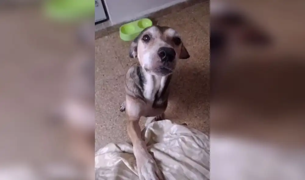 Desliza las imágenes para conocer el tierno gesto que tuvo una joven al hacerse unos tatuajes inspirados en sus perros. Foto: captura de Facebook