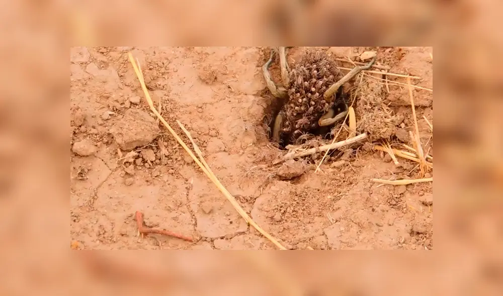 Un video viral registró el momento en que una araña hembra cargó a sus crías para cazar.