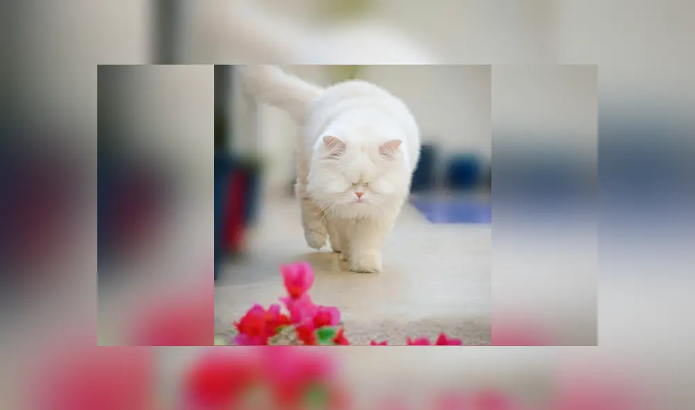 La gatita fue rescatada y ahora se ha vuelto popular en las redes sociales. Foto: Instagram La gatita fue rescatada y ahora se ha vuelto popular en las redes sociales. Foto: Instagram